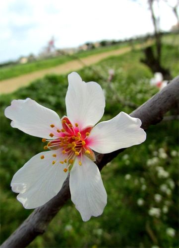Fleur d'amandier et chemin