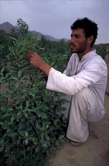 Cultivateur Qat 7
