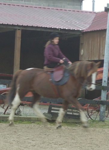 cheval trot monté en amazone selle équitation carrière