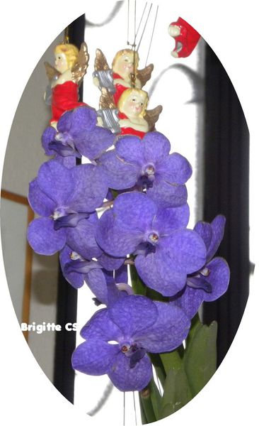 vanda3
