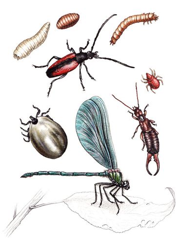 dessins insectes aquarelle florence dellerie