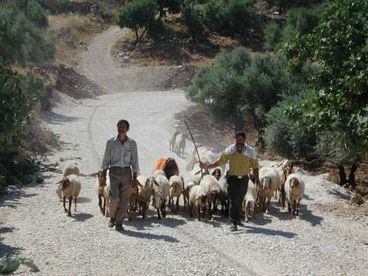 rashidsheep-copie-1.jpg