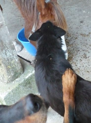 cheval-chien-gamelle.JPG