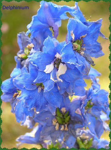 delphinium--2-.jpg