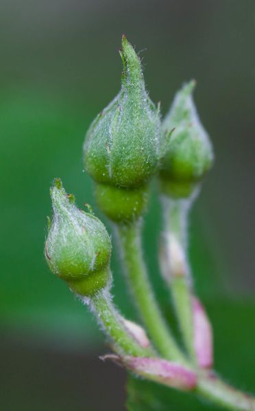 Bouton-de-rose-1.jpg