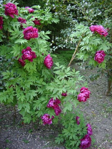 pivoine bordeau géante