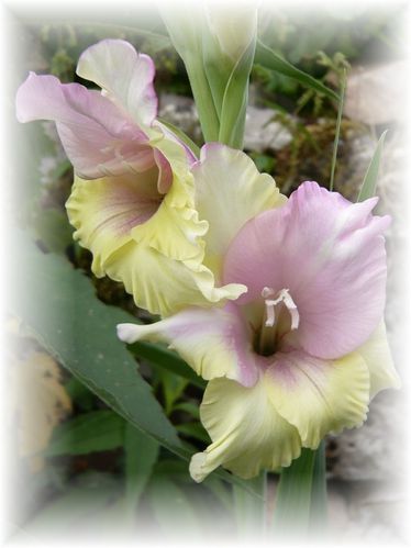 glaieuljaune-et-rose2---reduc1.jpg