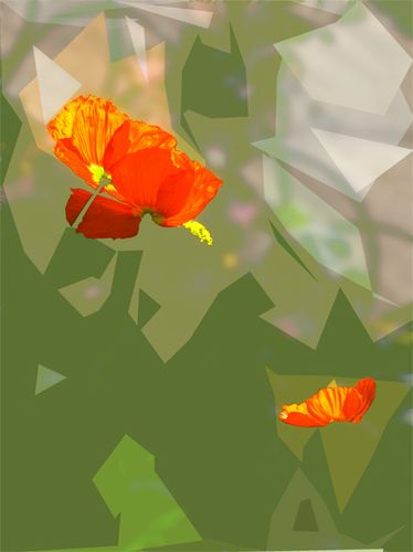 Pavots 1