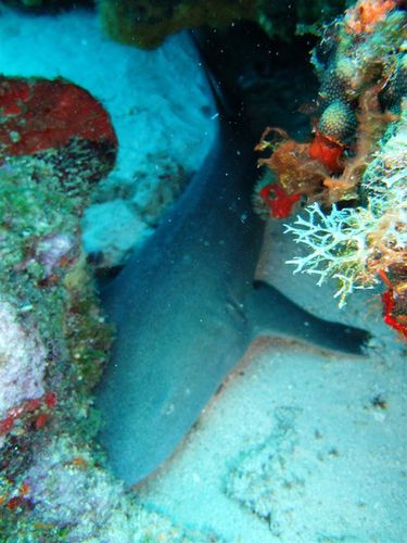 2011 06 02 Requin dormeur