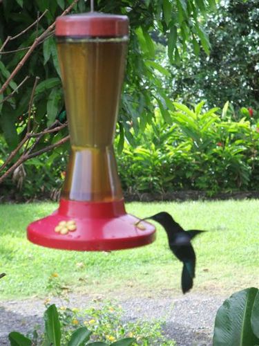2010 10 23 Colibris 001 (Medium)