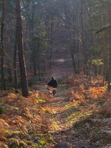 forêt-fontainebleau-090