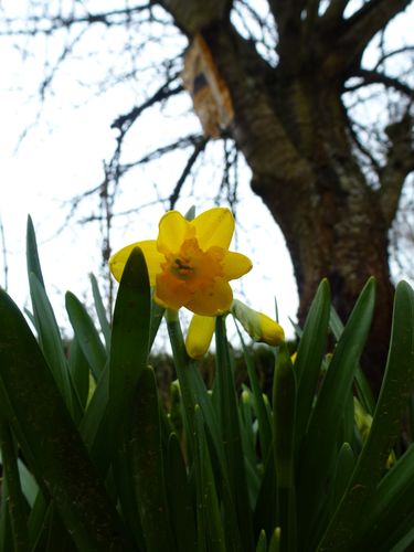 2013-03-01-Printemps (0)