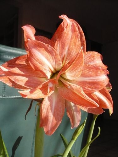2010-03-07-Amaryllis-1.JPG