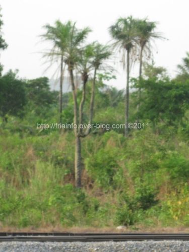 arbre1.JPG
