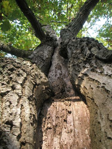 Chêne foudroyé du site mésolithique des Vindrins nov 201