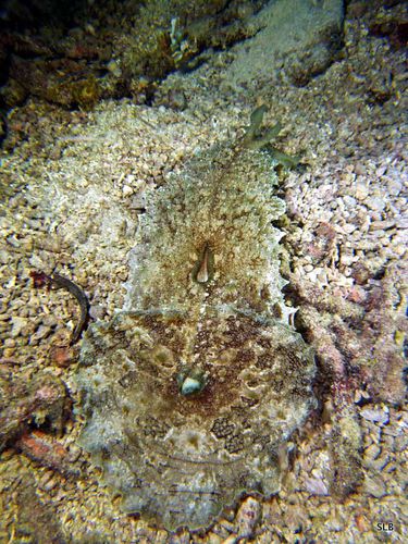 Lievre de mer-Dolabella auricularia