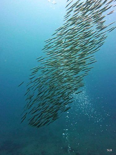 Poisson-crevette-banc-Centriscus scutatus
