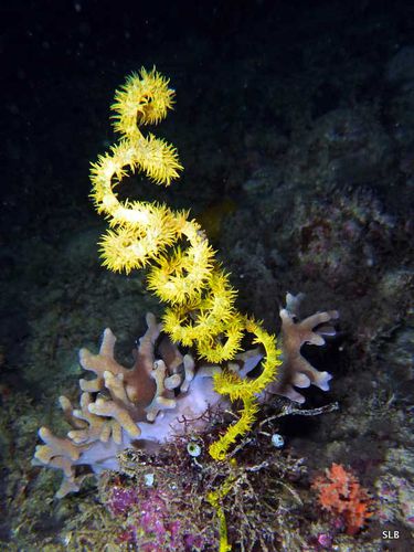 Corail fil-de-fer spirale-Cirripathes spiralis