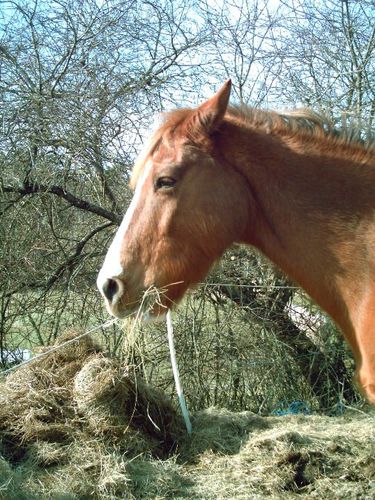 tête cheval foin