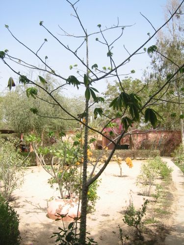 Senegal-2 6480