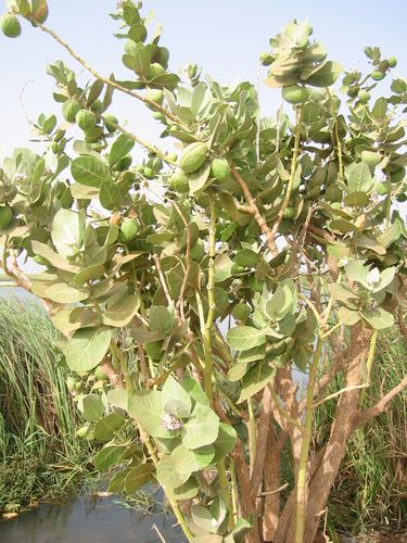 Senegal-3 6274