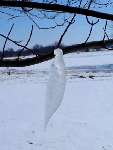 ice-cocoon.jpg