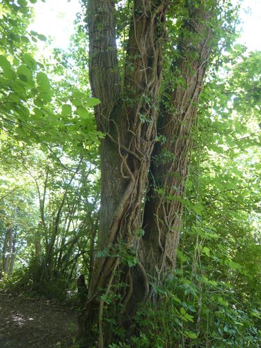arbre-et-liane.JPG