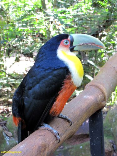 Parc D'iguazu coté brésil, la réserve des oiseaux