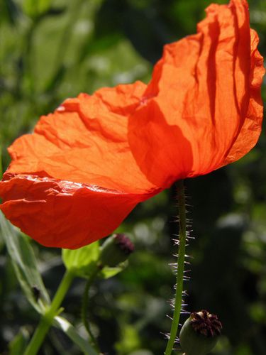 coquelicot aout