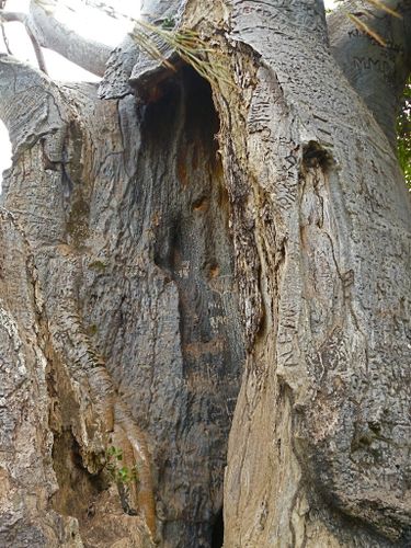 baobab-brazza creux