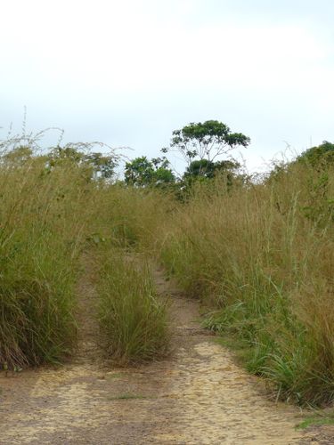 dolisie-lac-chemin-herbes