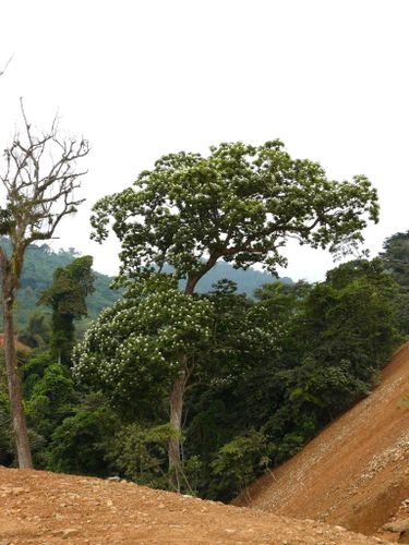 mayombe-arbre-fleuri 1