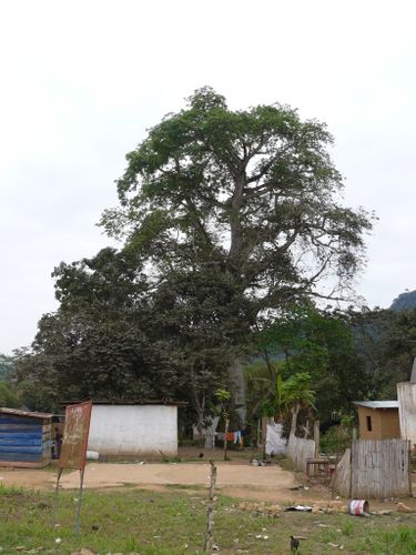 mvouti-carrefour-arbre