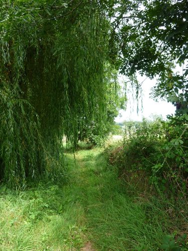 SAULE.jpg