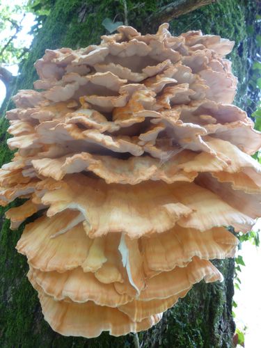 dentelle