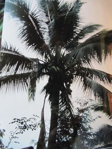 La Thaïlande 167