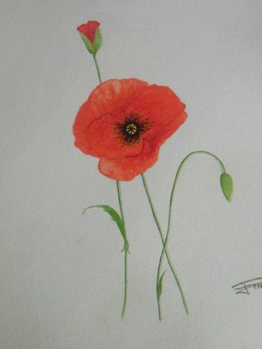 Coquelicot aquarelle