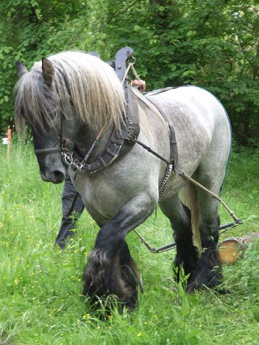 Poitevin Photo S.Chollat-Namy