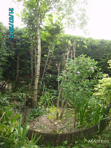 Lilas-et-Noisetier-rabattus-21-07-2012.JPG