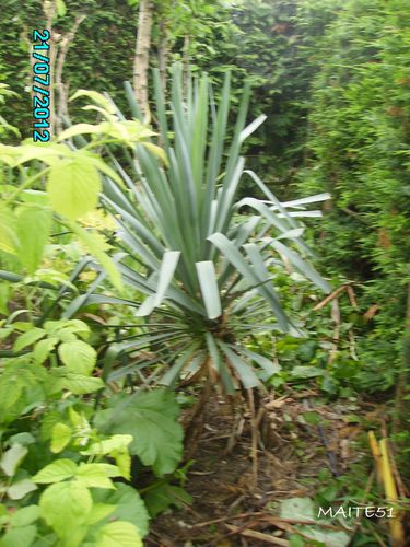 Yucca-taille-21-07-2012.JPG
