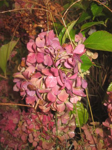 fleurs-6983.jpg