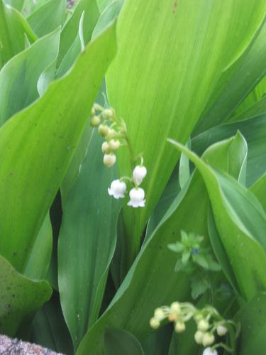 fleurs-7512.jpg