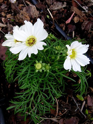 cosmos-blanc.JPG