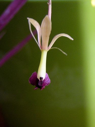 Epidendrum-antonense--4-.JPG