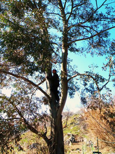 ... haut dans l'Eucalyptus