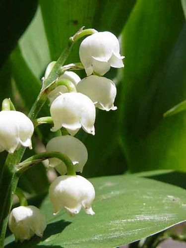 Muguet-MVC-031F