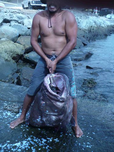 ocean1-copie-1