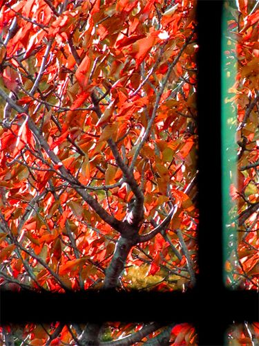 L-automne-a-ma-fenetre.jpg
