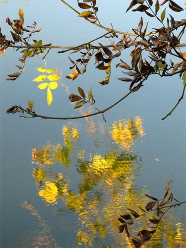 La-Roque-d-Aubais---Reflets-dans-l-eau.jpg