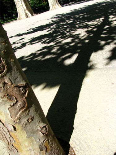Platane-et-ombre--Parc-de-Lunel-.jpg
